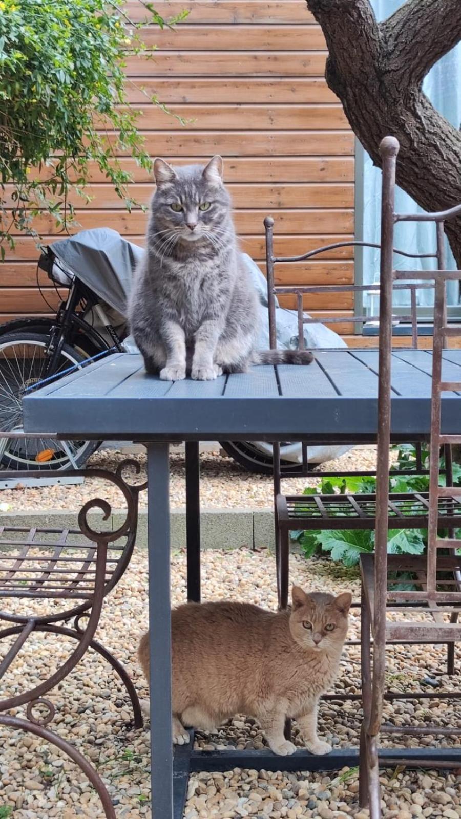 Appartamento Le Jardin De Mimi Lézignan-Corbières Esterno foto